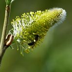 Fast verblüht aber noch Interressant auch für Insekten