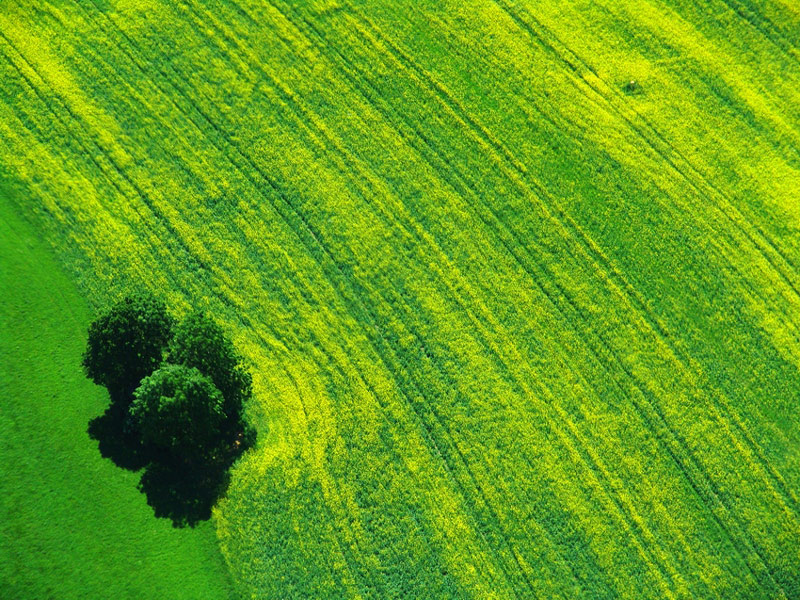 fast verblühtes rapsfeld