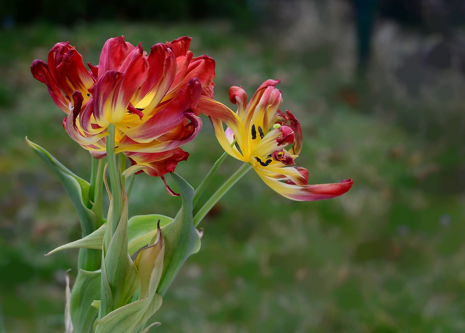 fast verblüte Tulpen