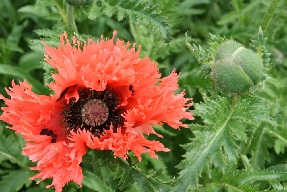 Fast vergangen und noch nicht ganz da - Mohn auf der BUGA Schwerin