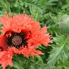 Fast vergangen und noch nicht ganz da - Mohn auf der BUGA Schwerin