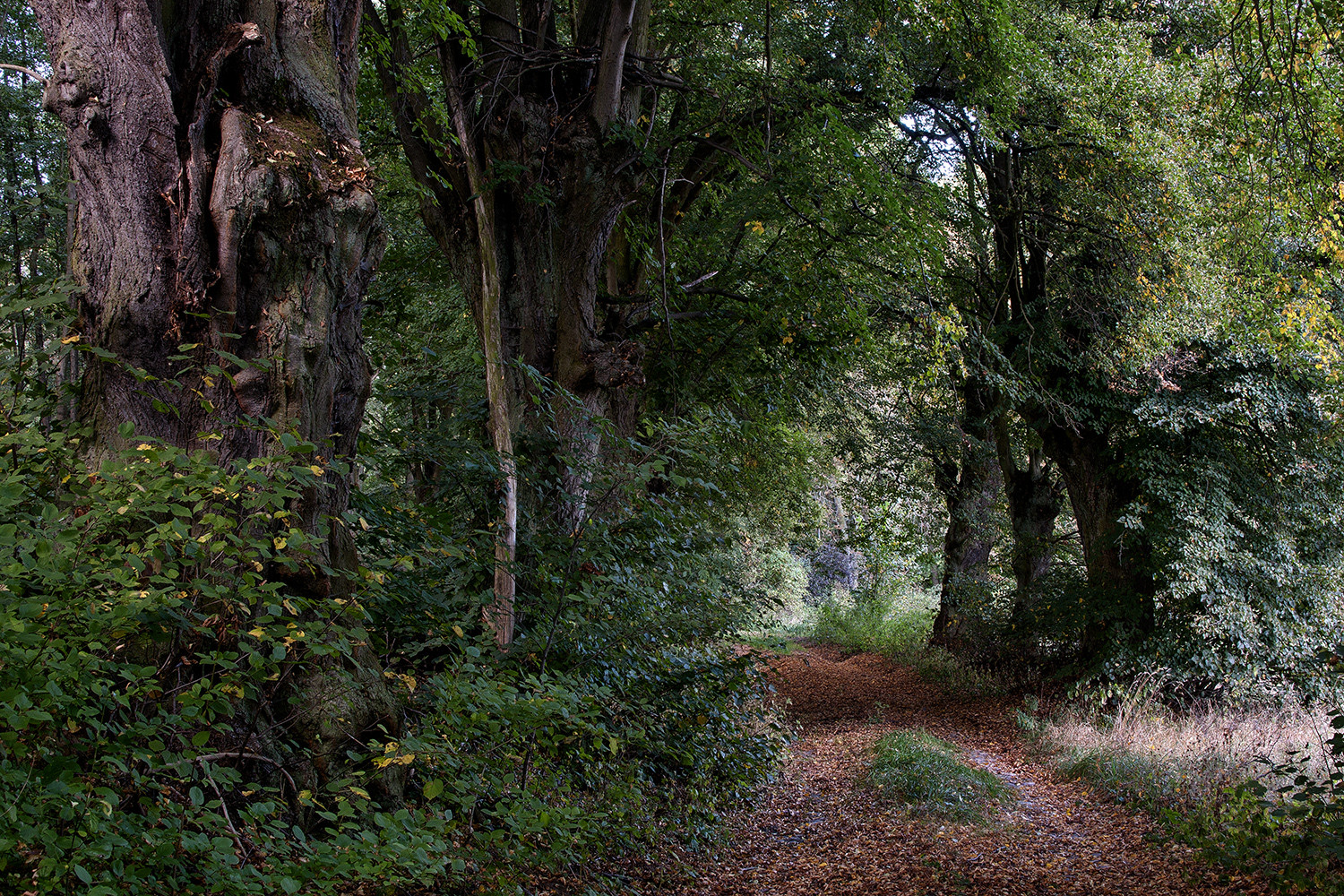 Fast vergessene Wege in der Uckermark