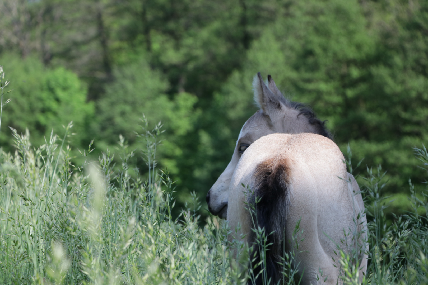 fast versteckt