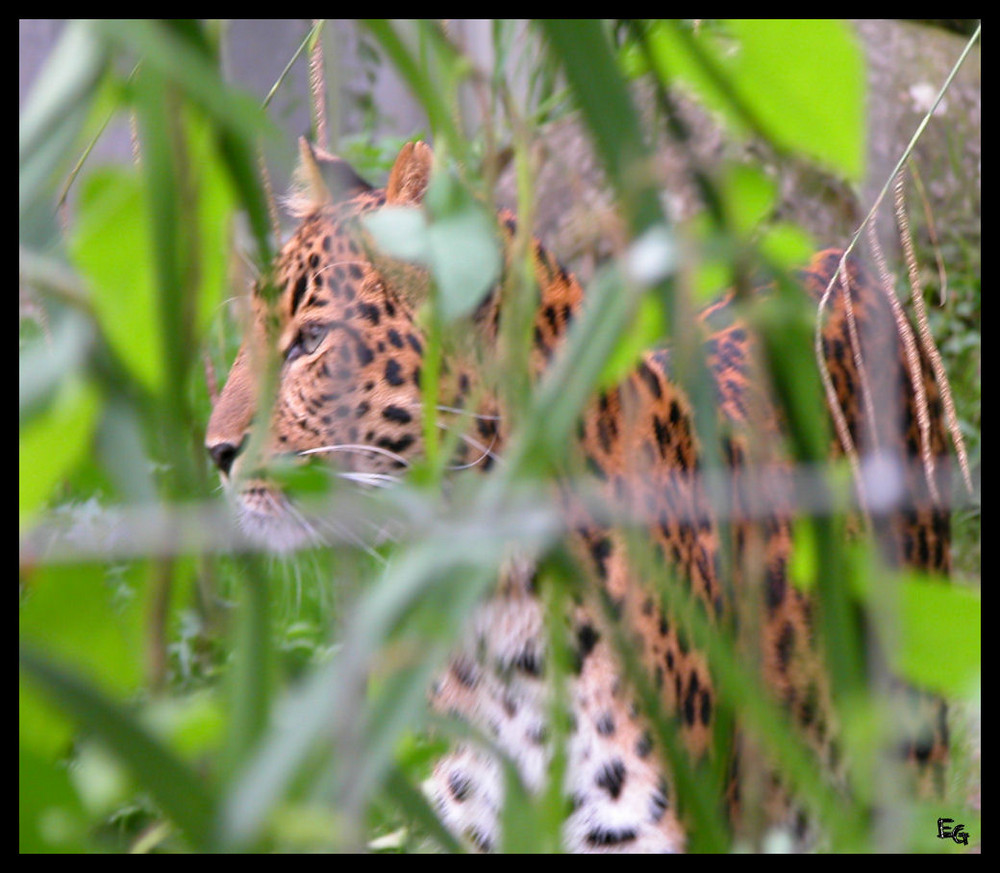 fast versteckter Leopard