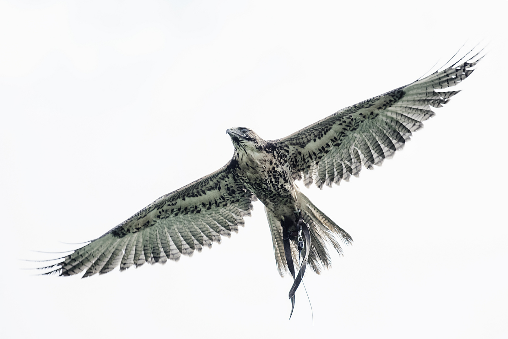 Fast Vogelfrei