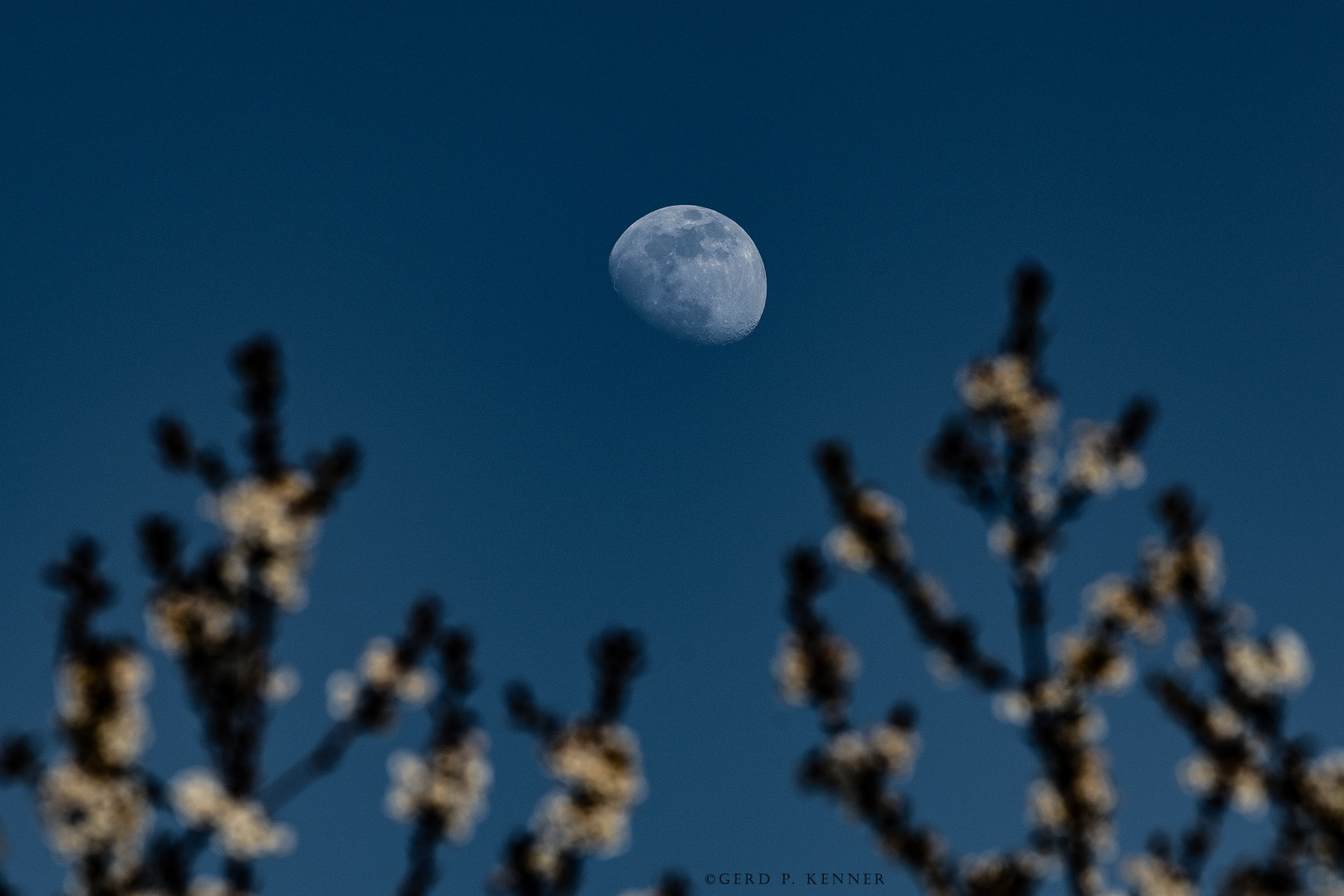 Fast-Vollmond über Kirschblüten