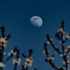 Fast-Vollmond über Kirschblüten