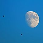 Fast-Vollmond und 3 Mauersegler