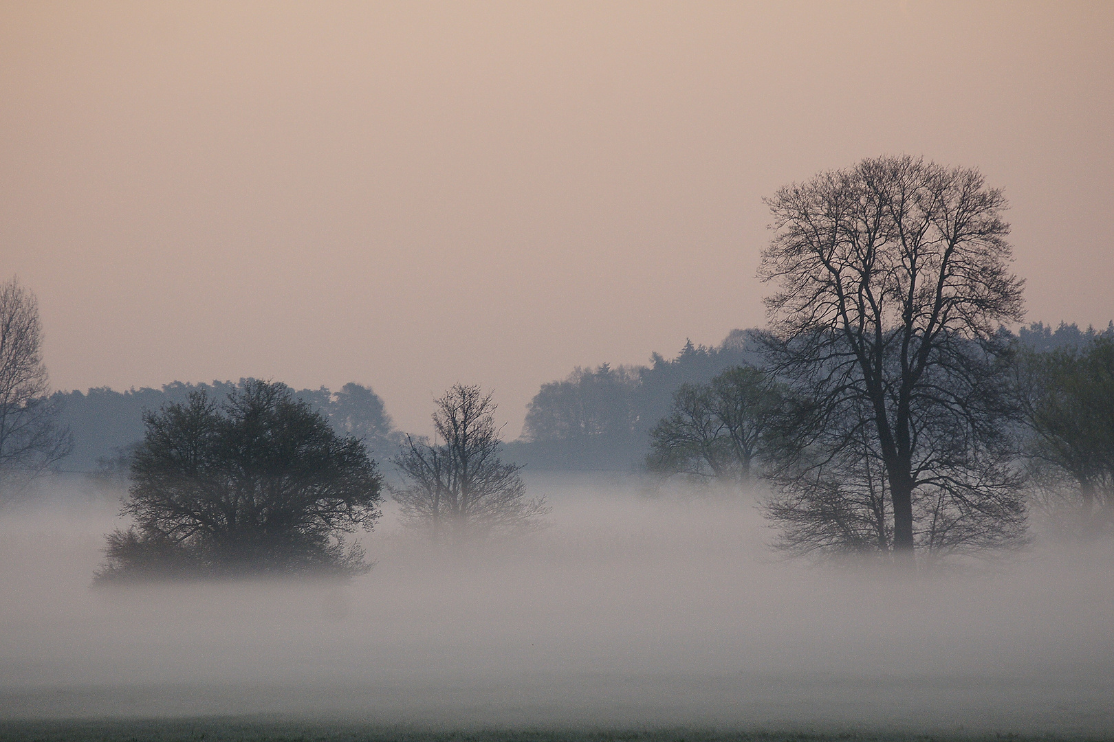 Fast vom Morgentau verschluckt