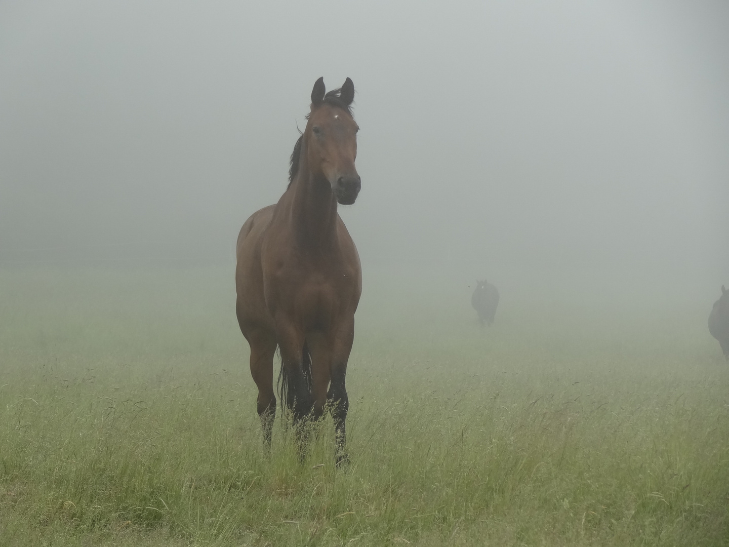 Fast vom Nebel verschluckt