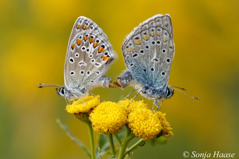 Fast vom Winde verweht.. Hauhechel- Bläulinge  (Polyommatus icarus), Paarung