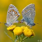 Fast vom Winde verweht.. Hauhechel- Bläulinge  (Polyommatus icarus), Paarung