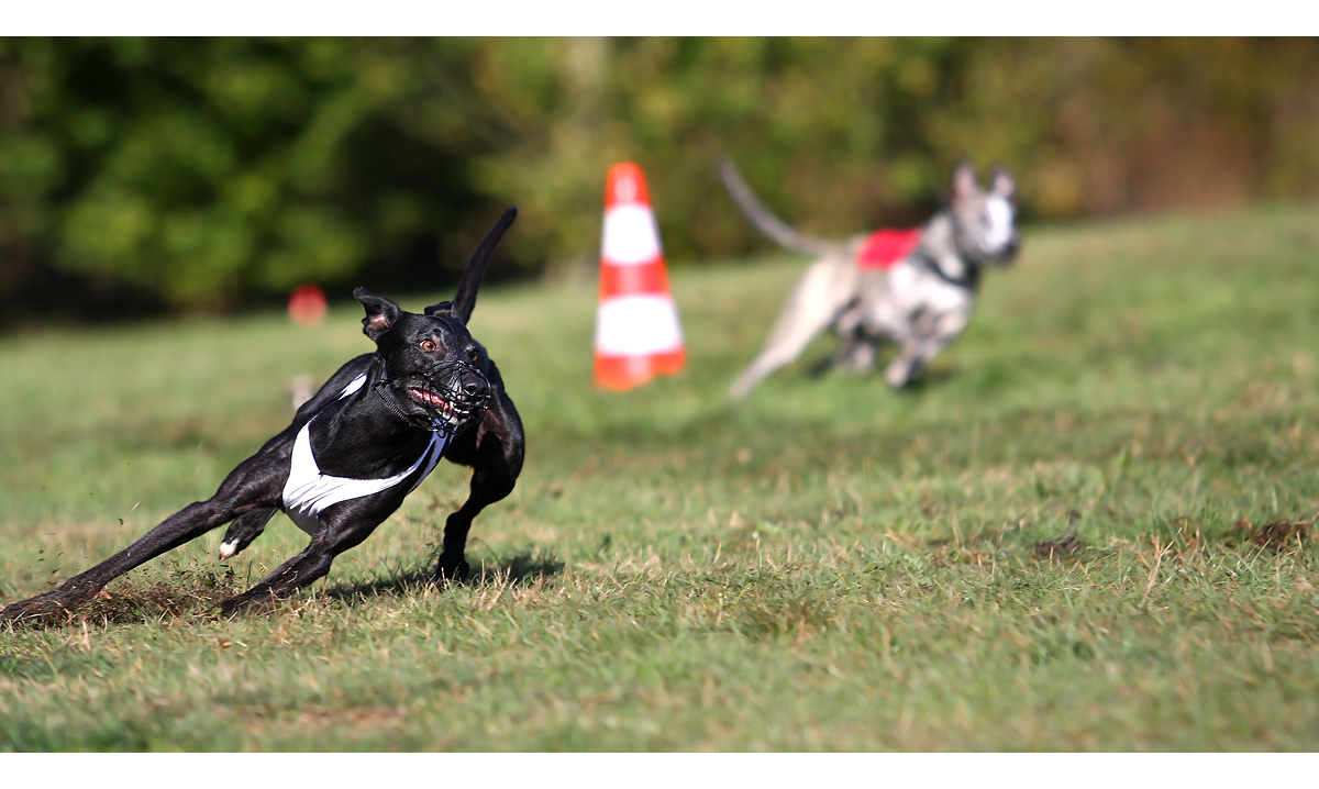 ...Fast wäre er...