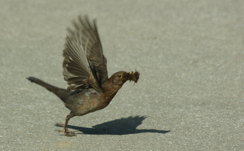 Fast weg!