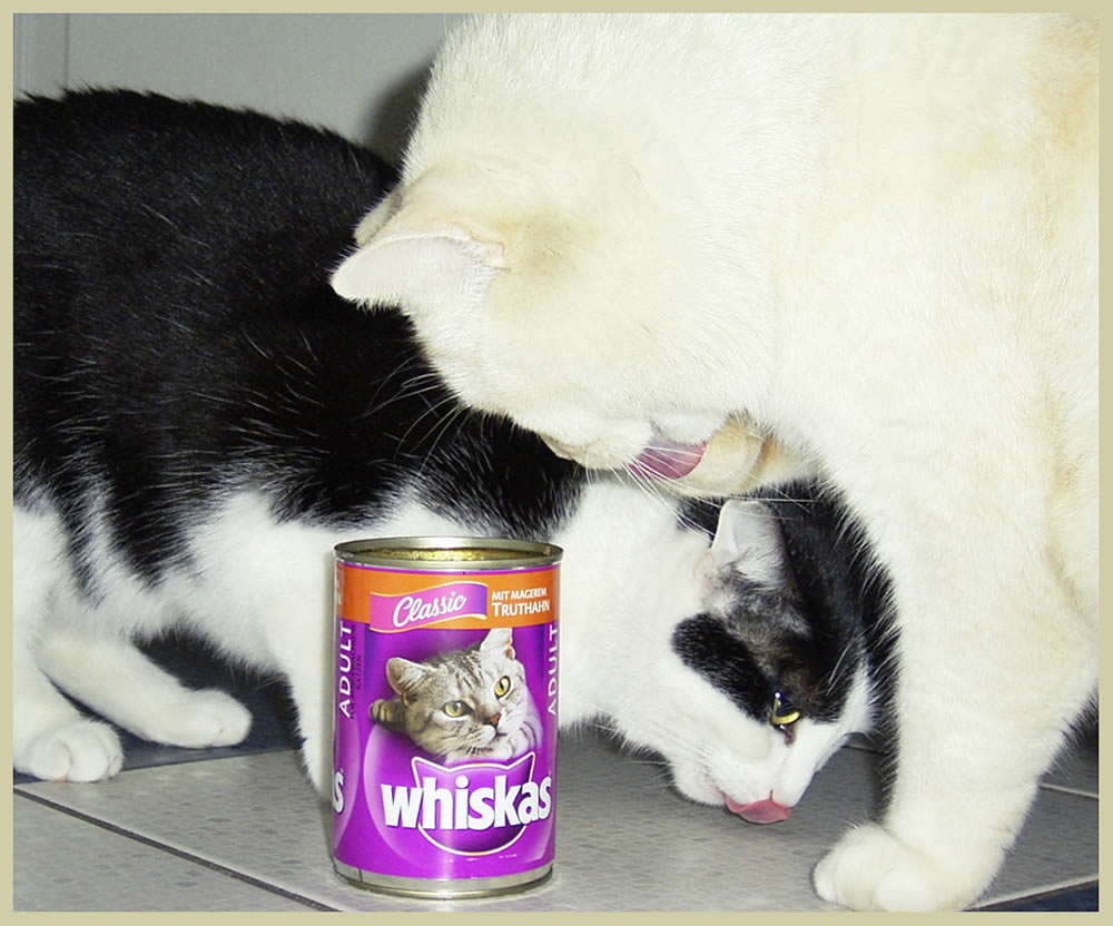 ...fast Whiskas Werbung