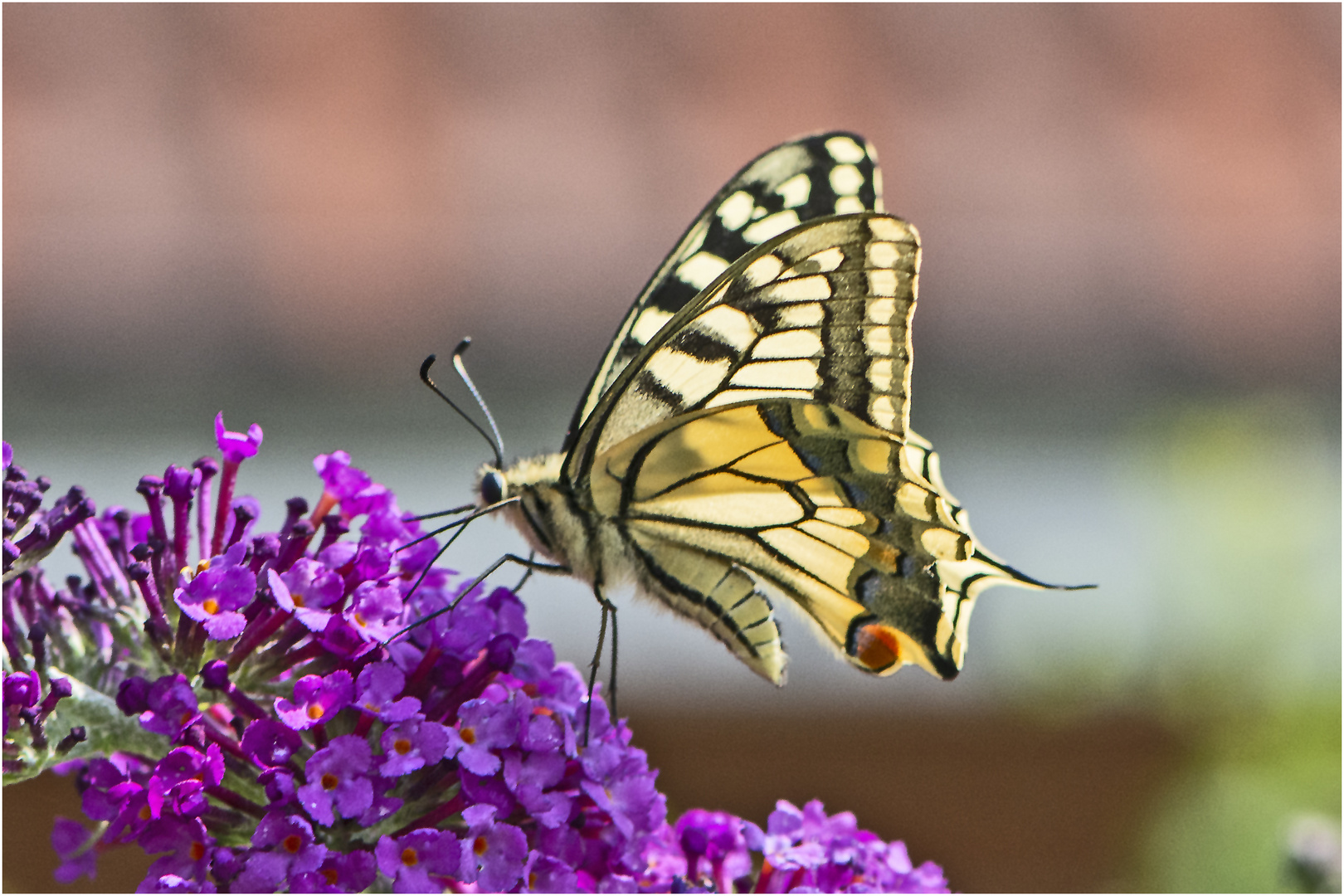 Fast wie 6 Richtige im Lotto: Ein Schwalbenschwanz (Papilio machaon) . . .