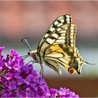 Fast wie 6 Richtige im Lotto: Ein Schwalbenschwanz (Papilio machaon) . . .