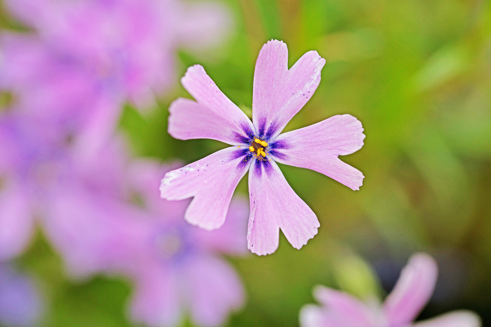 fast wie aus dem Garten in Argenteuil