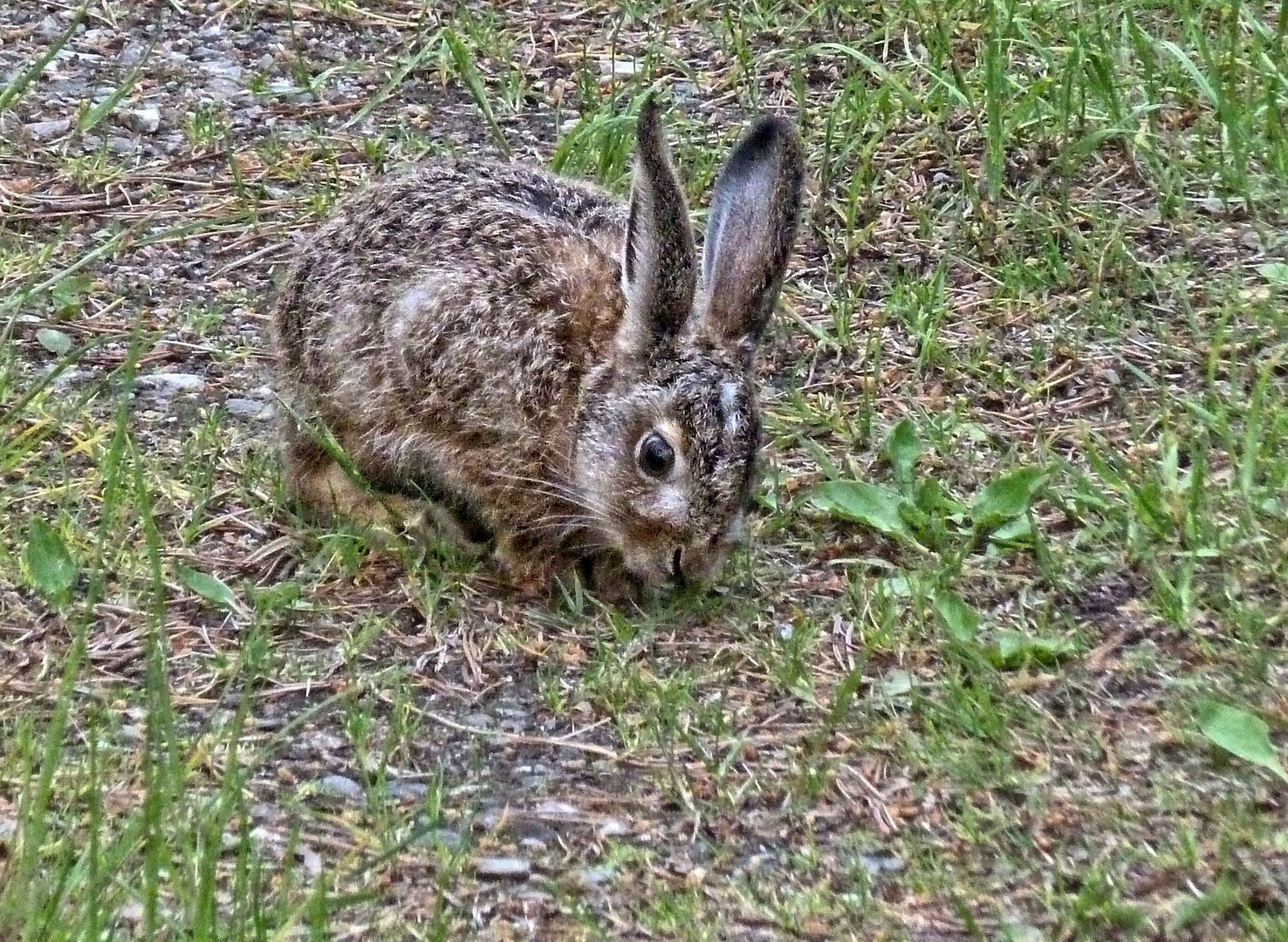 Fast wie bei Dürer