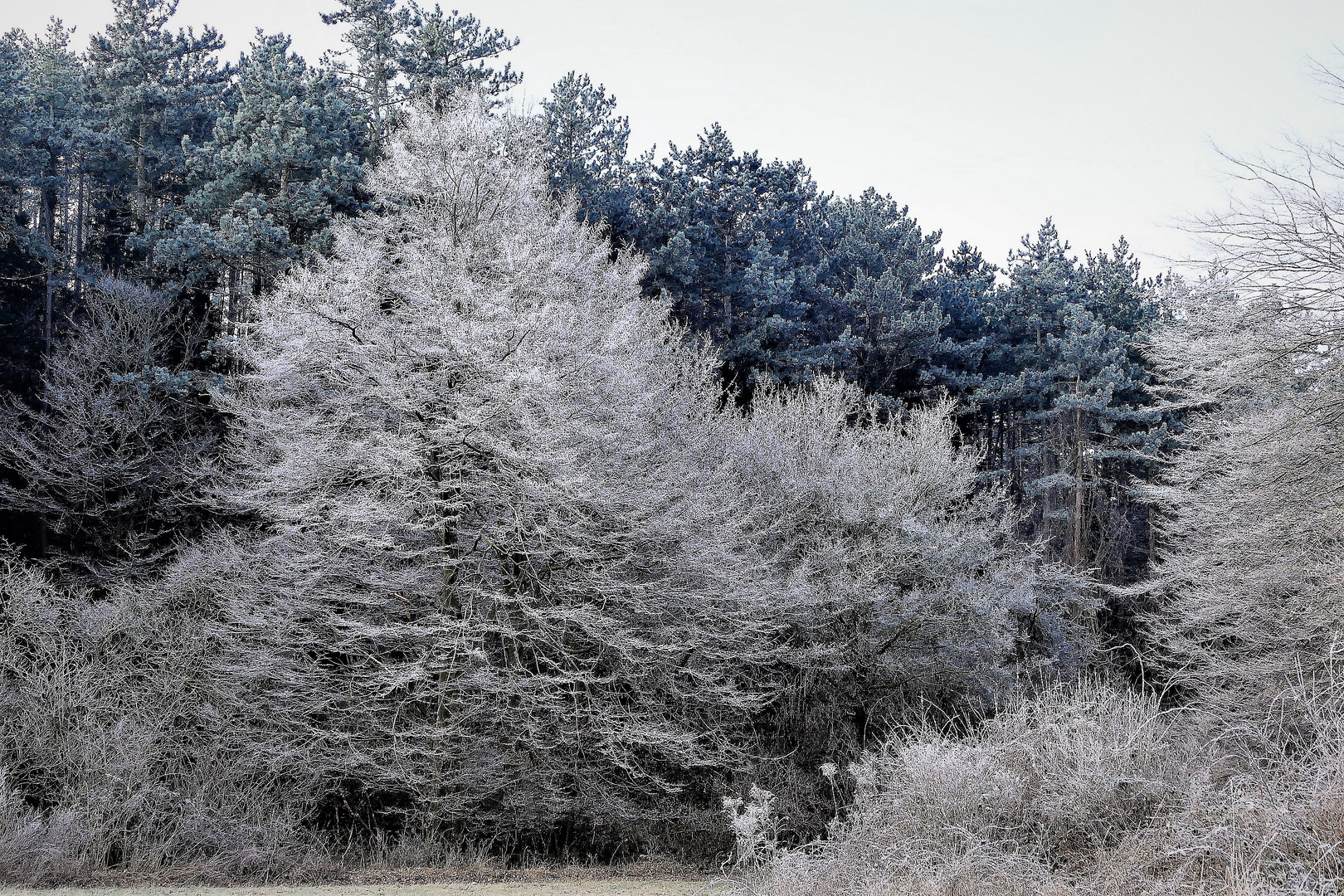 fast wie damals, als noch Winter war