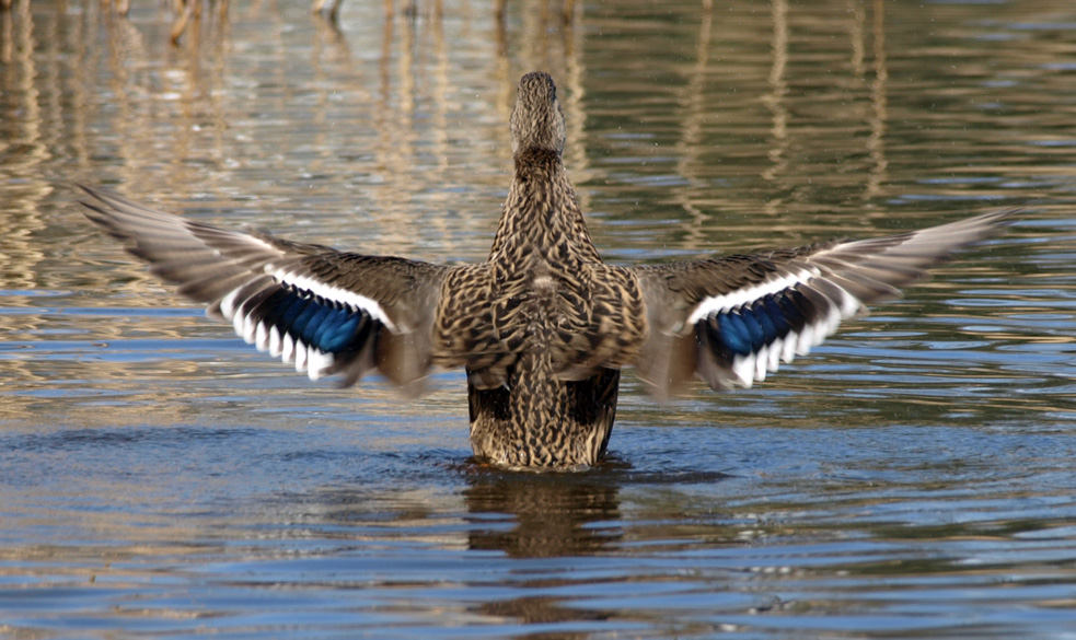 fast wie ein Adler ...