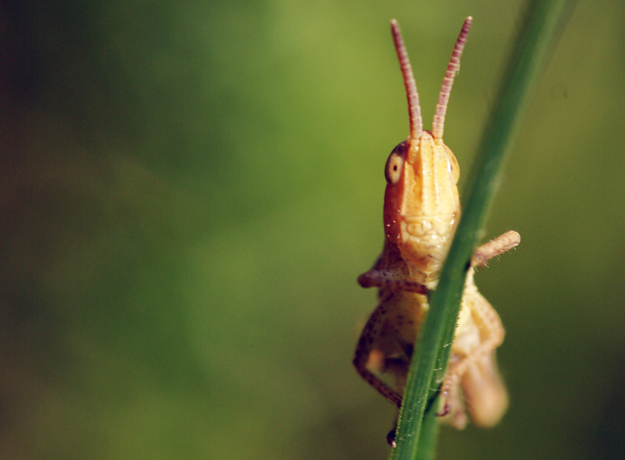 Fast wie ein Alien...