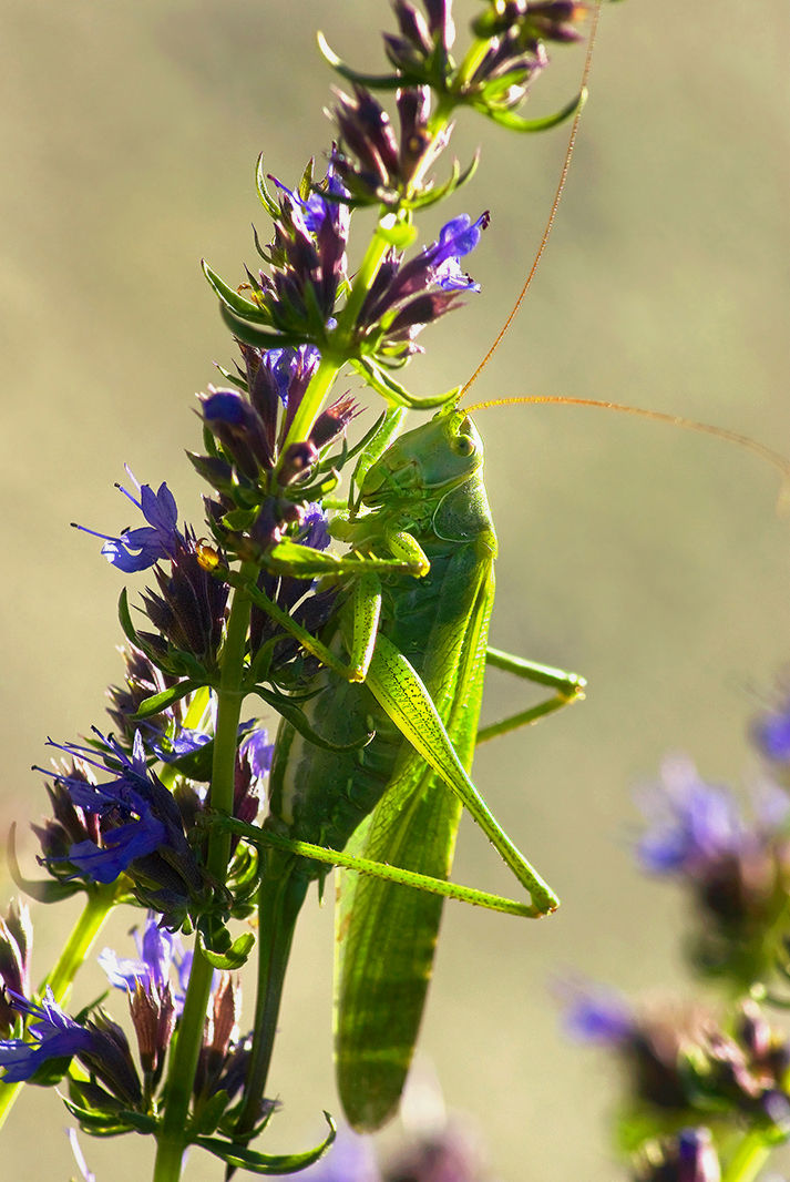 ...fast wie ein Chamäleon... Foto & Bild | tiere, wildlife, insekten