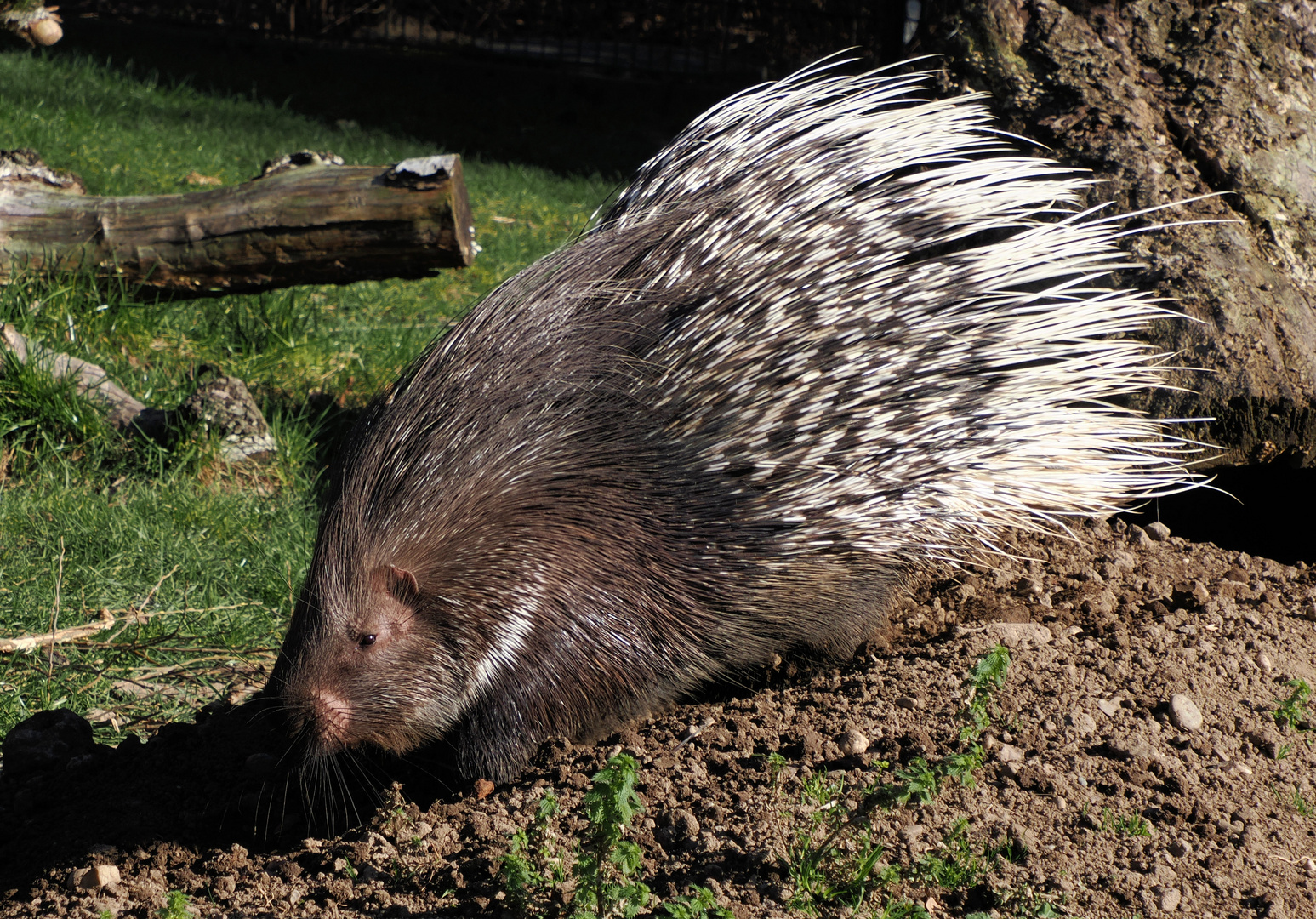 Fast wie ein Meerschweinchen mit Haarverlängerung ..