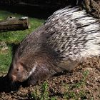 Fast wie ein Meerschweinchen mit Haarverlängerung ..