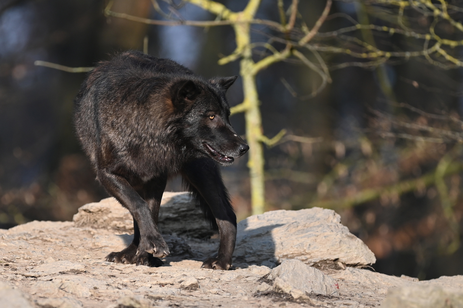 Fast wie ein Panther Foto & Bild bäume, winter, schnee Bilder auf
