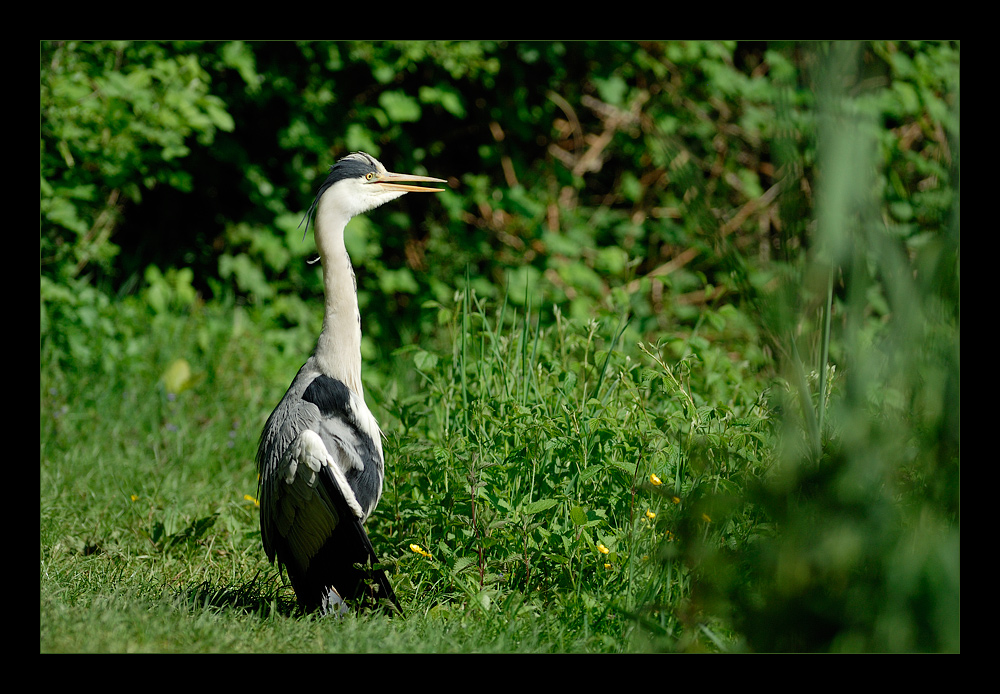 [ Fast wie ein Pinguin ]