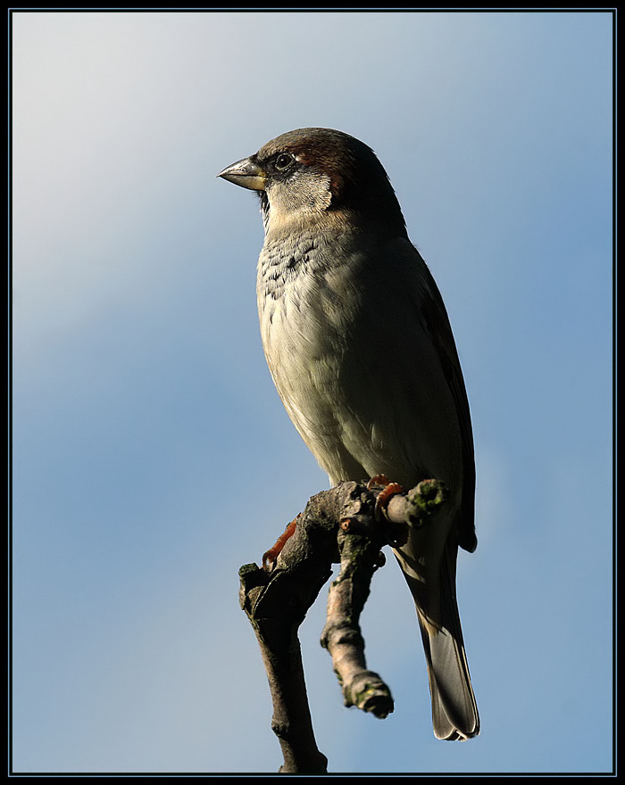 Fast wie ein Raubvogel ...