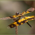 Fast wie ein Schmetterling