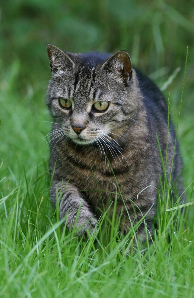 Fast wie ein Tiger!