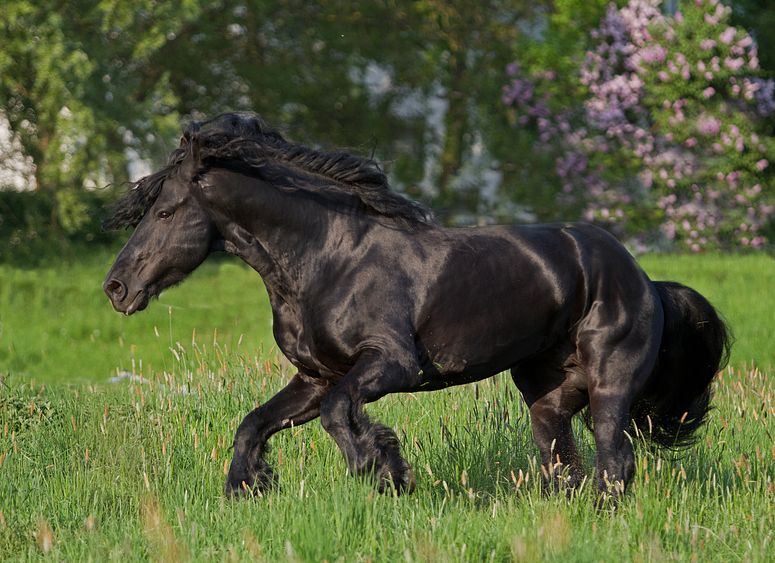 Fast wie ein Westernnpferd