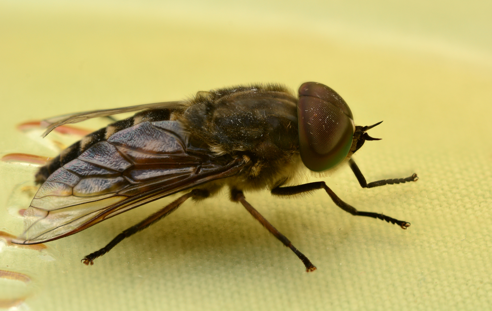 Fast wie eine harmlose Stubenfliege Foto & Bild tiere, wildlife, insekten Bilder auf Fast wie eine harmlose Stubenfliege Foto & Bild tiere, wildlife, insekten Bilder auf