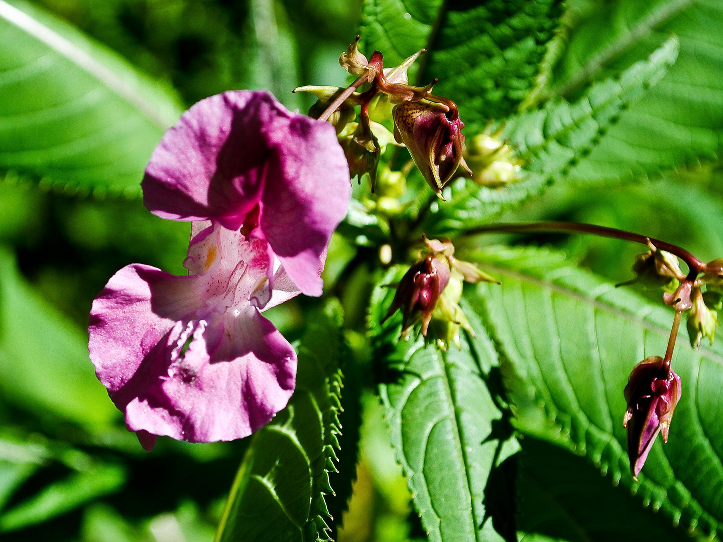 Fast wie eine Orchidee