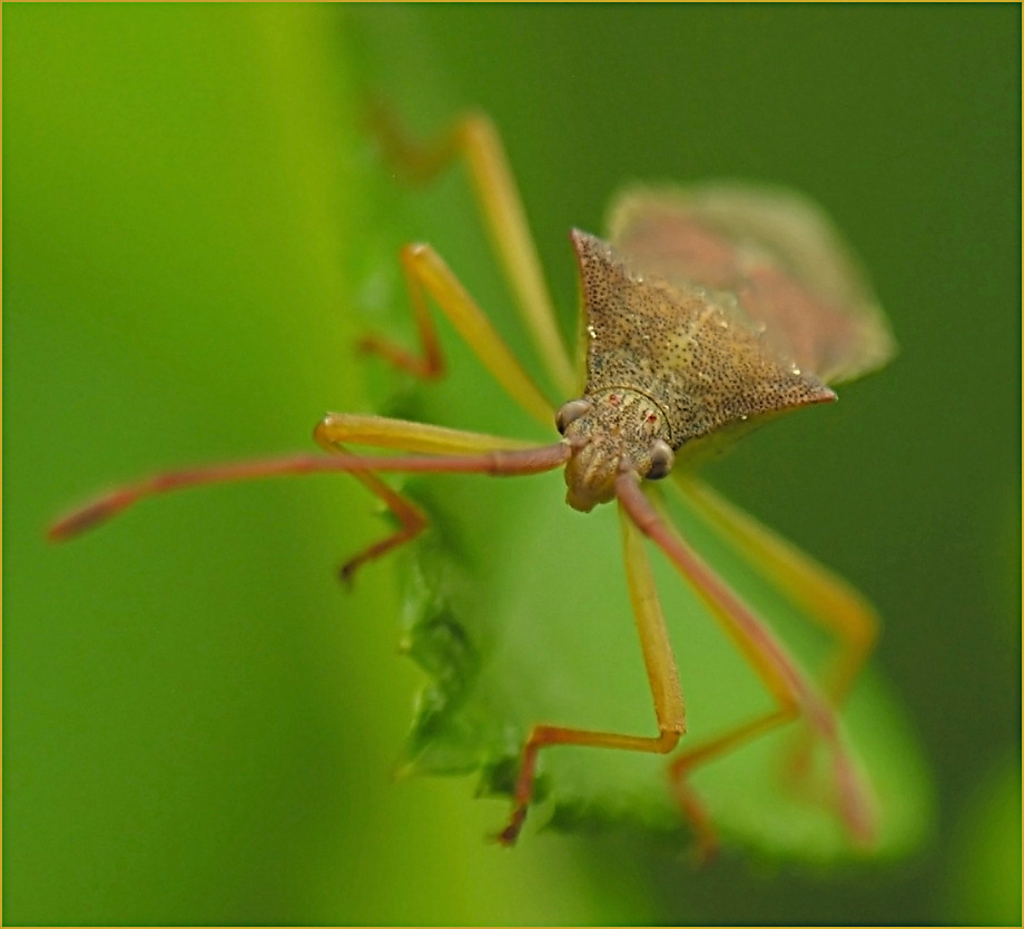 Fast wie eine Spinne...