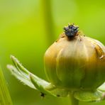 Fast wie eine Spinne, die auf Beute lauert