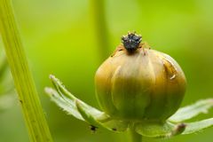 Fast wie eine Spinne, die auf Beute lauert