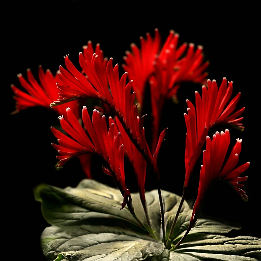 Fast wie Hahnenkämme...