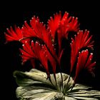 Fast wie Hahnenkämme...