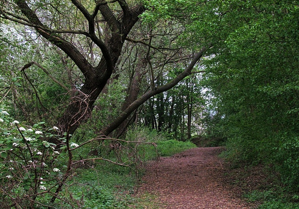 Fast wie im Urwald