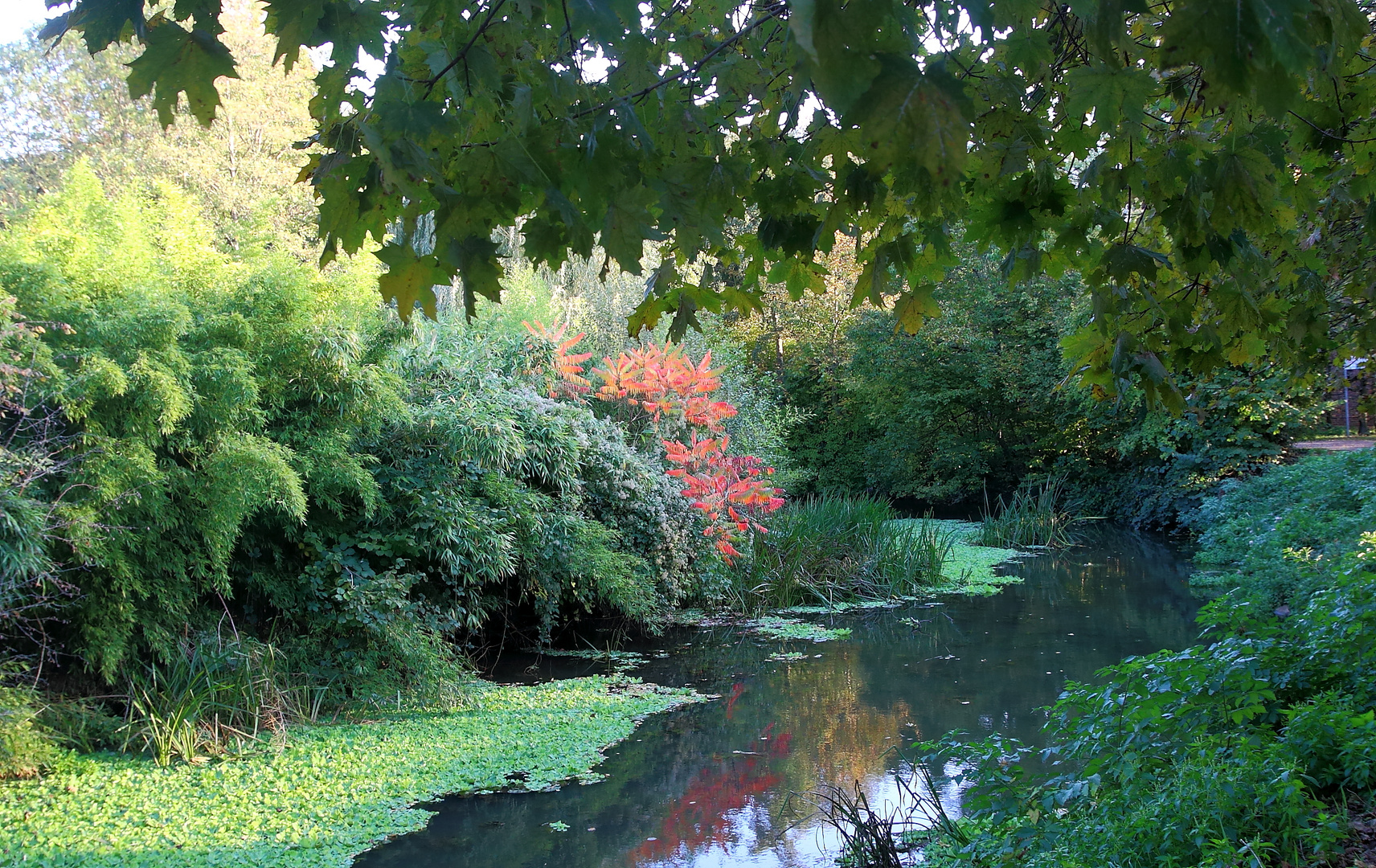 fast wie im Urwald.....