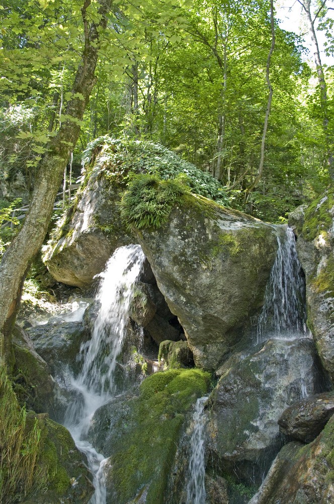 Fast wie im Urwald aber kurz vor Wien