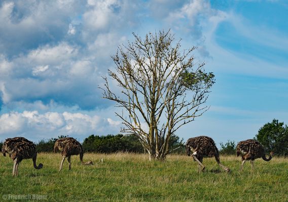 Fast wie in Afrika .....