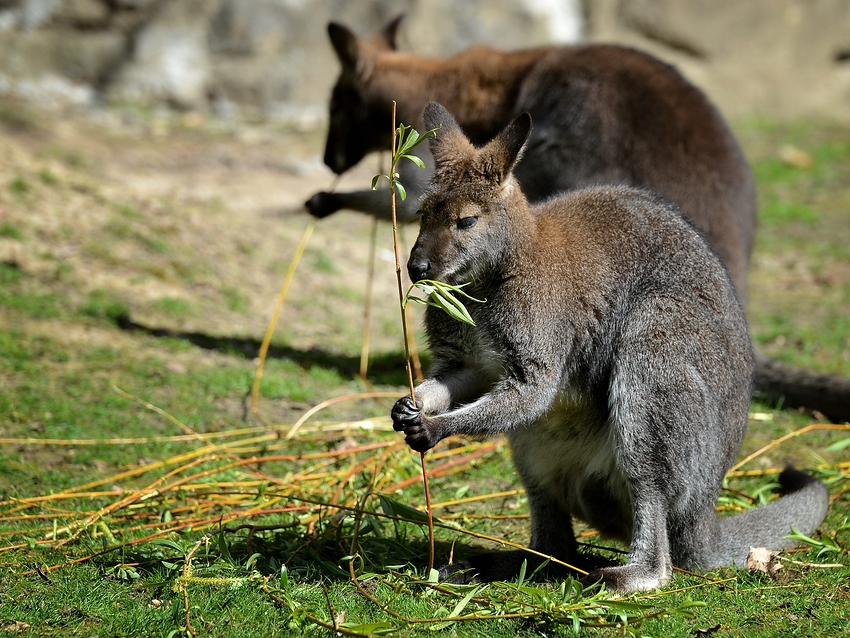 fast wie in Australien