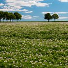 Fast wie in der Provence... Nein, Kartoffeln in Norddeutschland