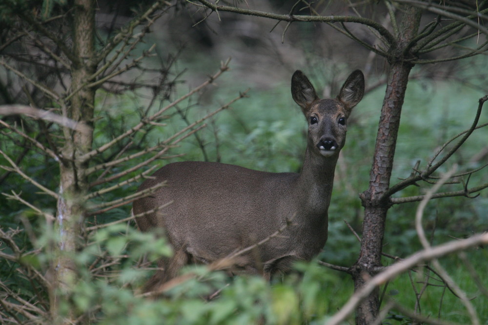 Fast wie in "Freier Wildbahn"