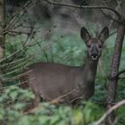 Fast wie in "Freier Wildbahn"